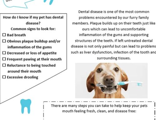 BOOK YOUR PET’S COMPLIMENTARY DENTAL ASSESSMENT AT M.A.C