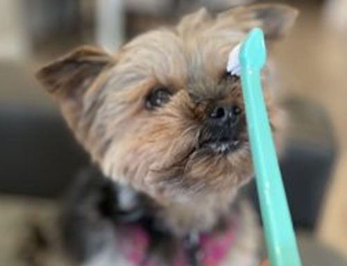 Brush Up On Pet Dental Care