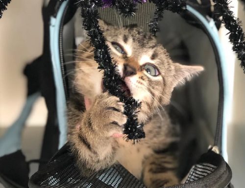 Calling all Indoor Cats of Oakville. There is a new game to play!