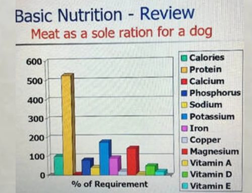 DEBUNKING THE MYTHS BEHIND RAW DIETS
