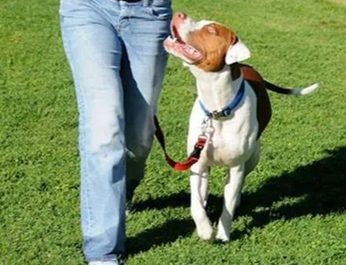 DEVELOP A PLAY RELATIONSHIP WITH YOUR PET!