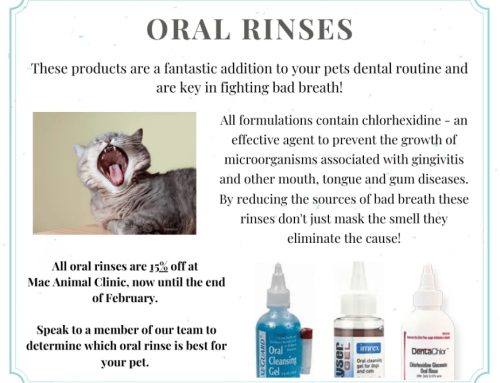 DID YOU KNOW THERE ARE PET “MOUTHWASHES”?