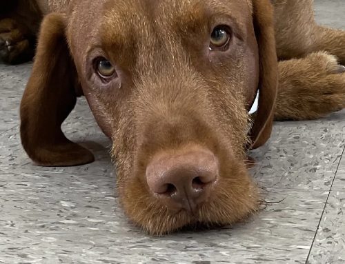 DO OUR PETS FEEL PAIN LIKE WE DO?