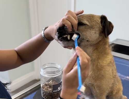 How to brush your pet’s teeth