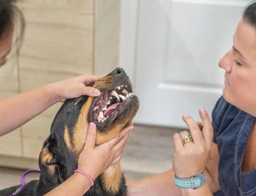 February Is Dental Month
