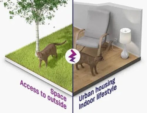 HOW CAN MODERN LIFE CONFLICT WITH CATS’ NATURAL NEEDS?