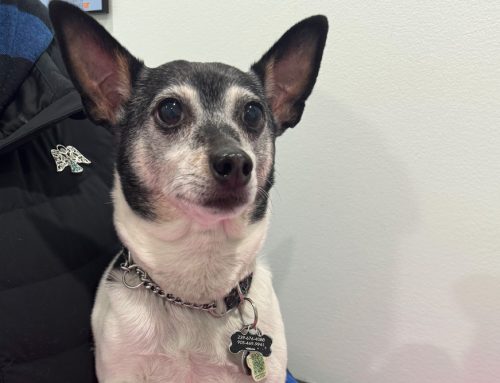 Scratching the Surface: Top 3 Reasons Pets Itch