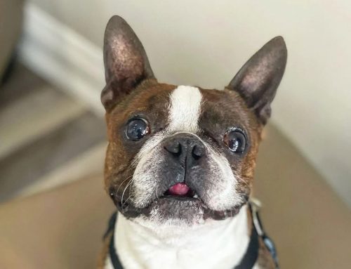 Itchy Pet Awareness Month