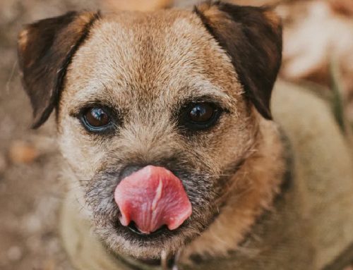 Kibble alternatives. Tip: Make sure it is cooked and that the recipe is nutritionally balanced!
