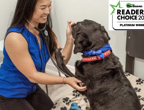 M.A.C among winners in Best Veterinarian Award!