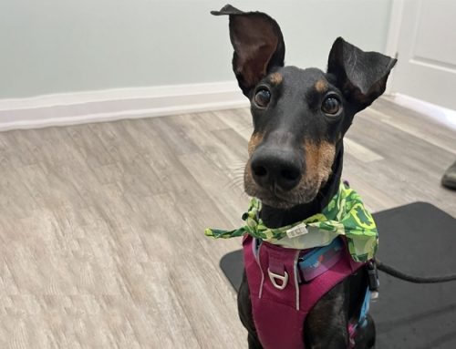 Smooth Travels: A Guide to Bringing Your Pet from Canada to the US