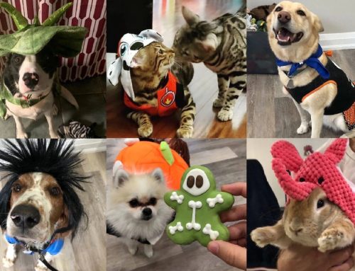 Virtual Howloween Costume Contest | Oakville Vet