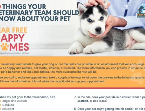 WHAT MAKES YOUR PET COMFORTABLE?