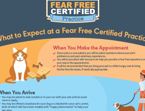 WHAT YOU CAN EXPECT WHEN YOU VISIT A FEAR FREE CERTIFIED PRACTICE.