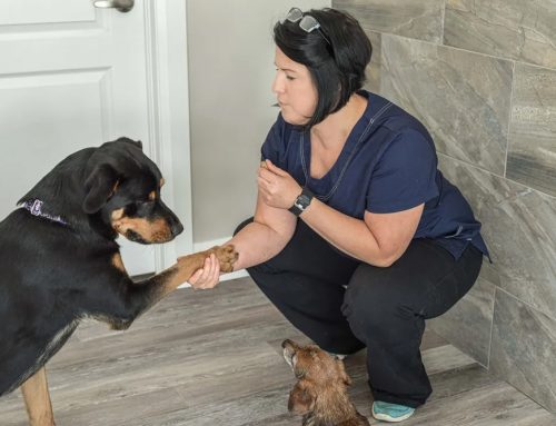WHY YOU SHOULD VISIT YOUR VET JUST TO SAY “HI”.
