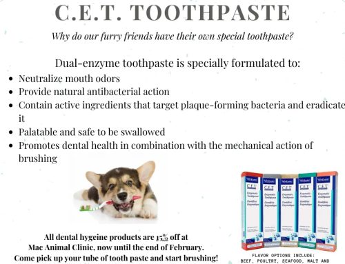 YES, YOUR PET DOES NEED THEIR OWN TOOTHPASTE.