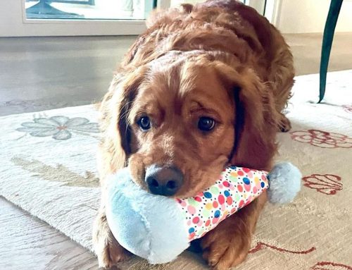Your Puppy’s First Year: Caring for and Training Your New Best Friend