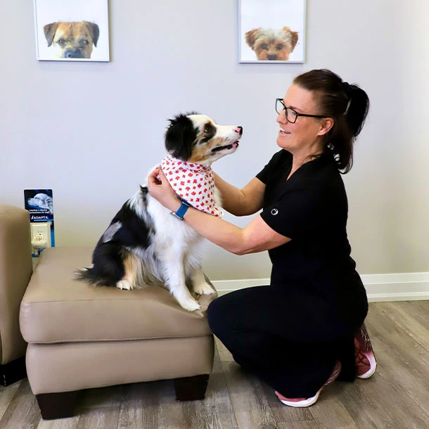 A team member kneeling beside a small tricolour dog in a heart-print bandana