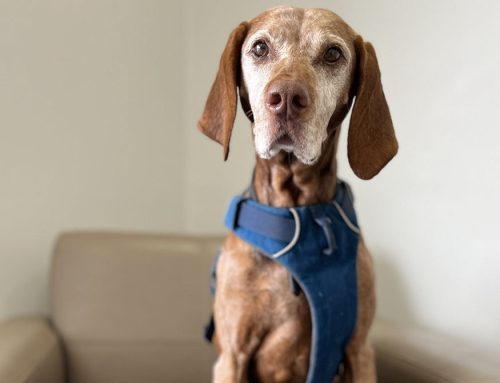 Joint Pain in Pets: How to Manage Arthritis and Improve Your Pet’s Quality of Life