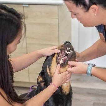 Two team members checking a Rottweiler’s teeth