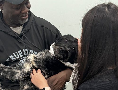 Fear-Free Certified Vet Practices: How A Certified Clinic Benefits Your Pet