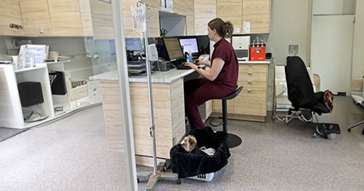 Fear free certified vet practices how a certified clinic benefits your