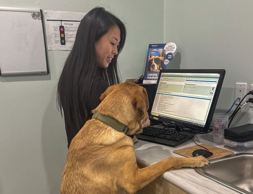 How Mac Animal Clinic Built a Fear Free Veterinary Practice